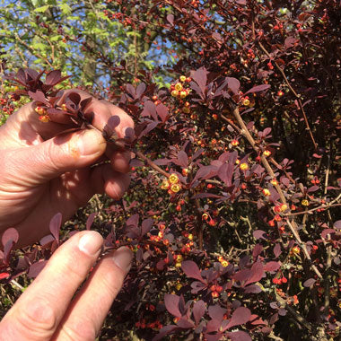 Purple Berberis 20/40cm Bare Root (Berberis thunbergii Atropurpurea)