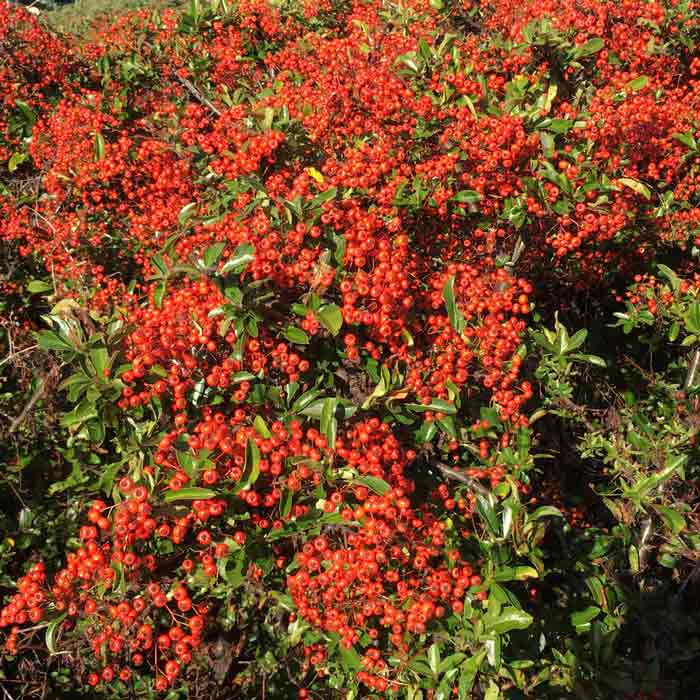 40/60cm Pot Grown Pyracantha Coccinea Hedge Orange Glow