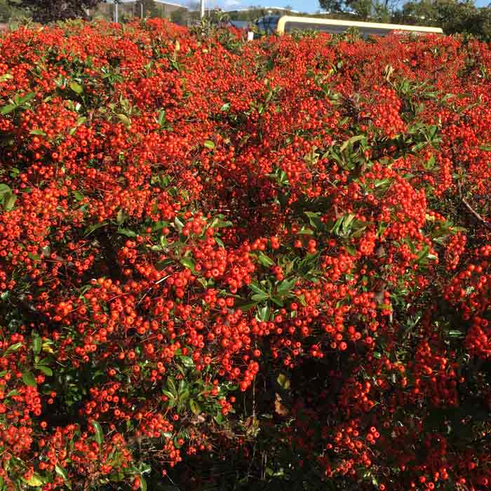 60-90cm Pot Grown Pyracantha coccinea Red Column Firethorn Hedge