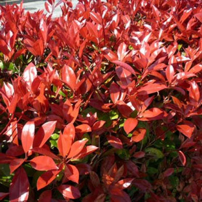 Photinia Red Robin 40/60cm Bare Root (Photinia x fraseri 'Red Robin')