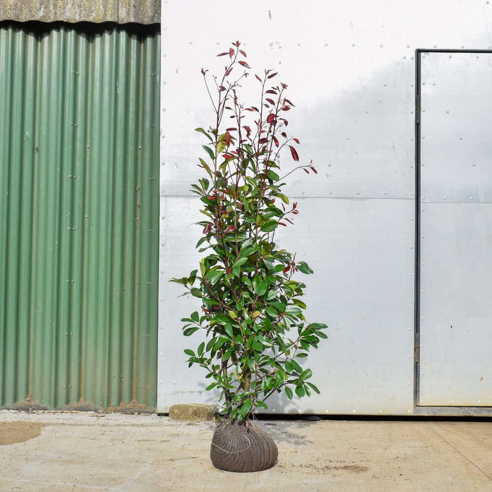 Photinia Red Robin 90/120cm Root Ball (Photinia x fraseri)