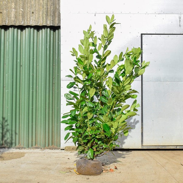 Common Laurel 200/225cm Root Ball (Prunus laurocerasus 'Rotundifolia')