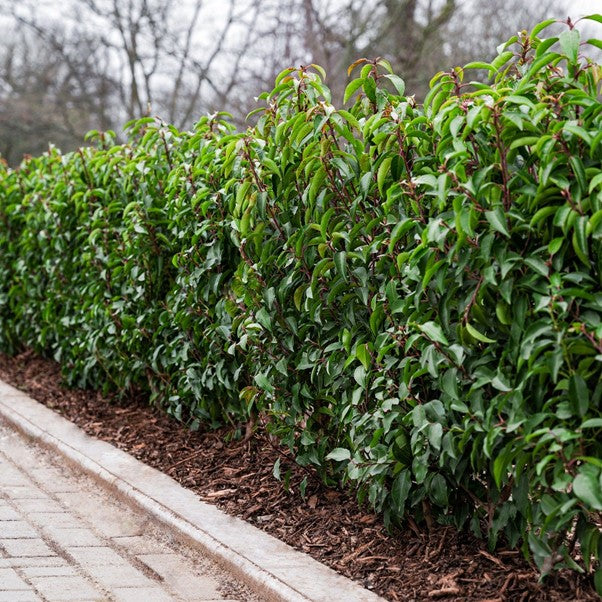 Portuguese Laurel 175/200cm Root Ball (Prunus lusitanica)