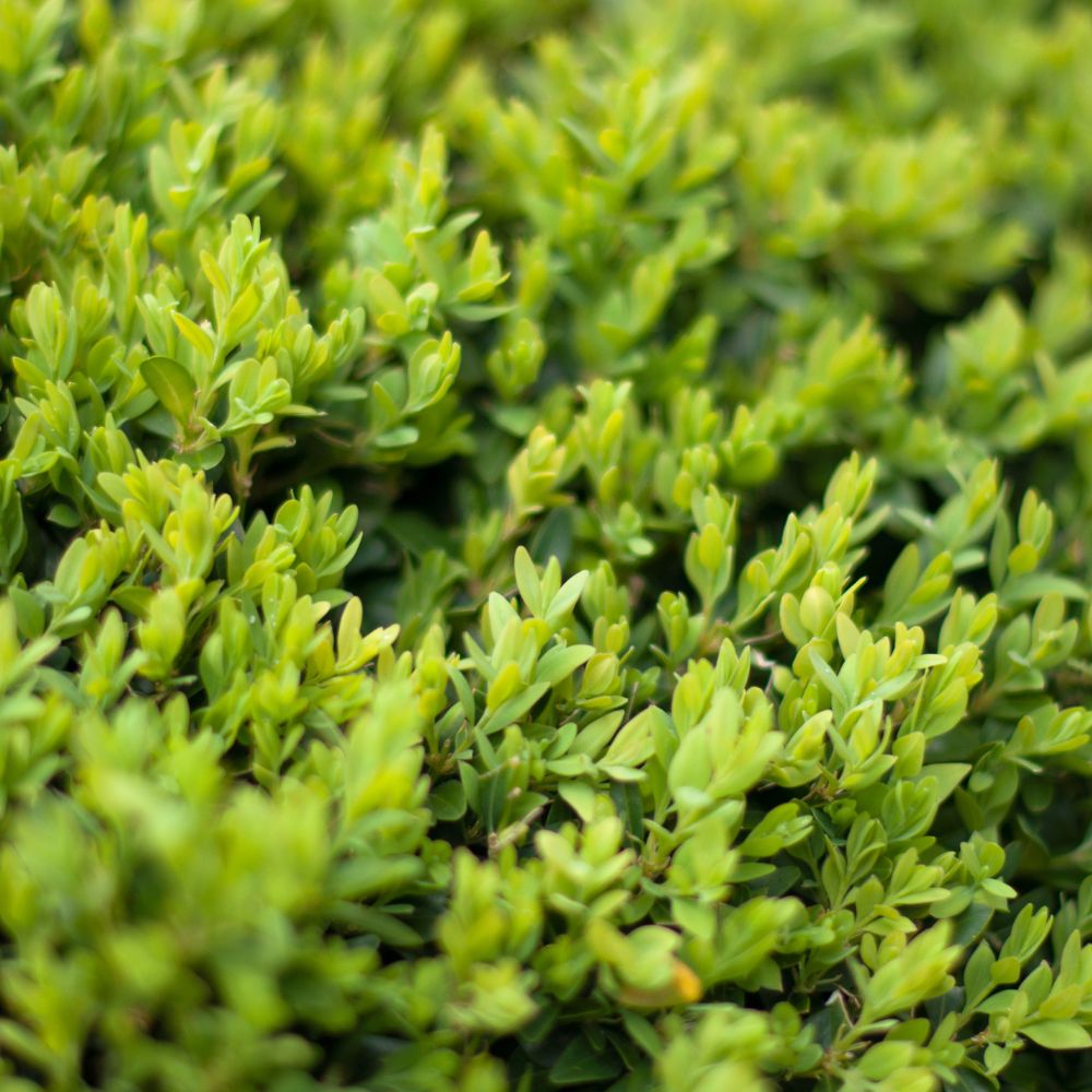 Box Hedge 40/60cm Root Ball (Buxus Sempervirens)