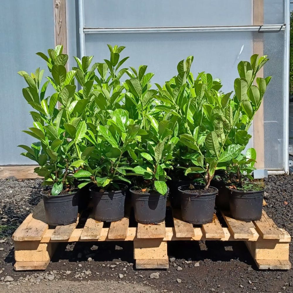 25 x 40/60cm Pot Grown Common Laurel Prunus laurocerasus Rotundifolia - Pallet Deal