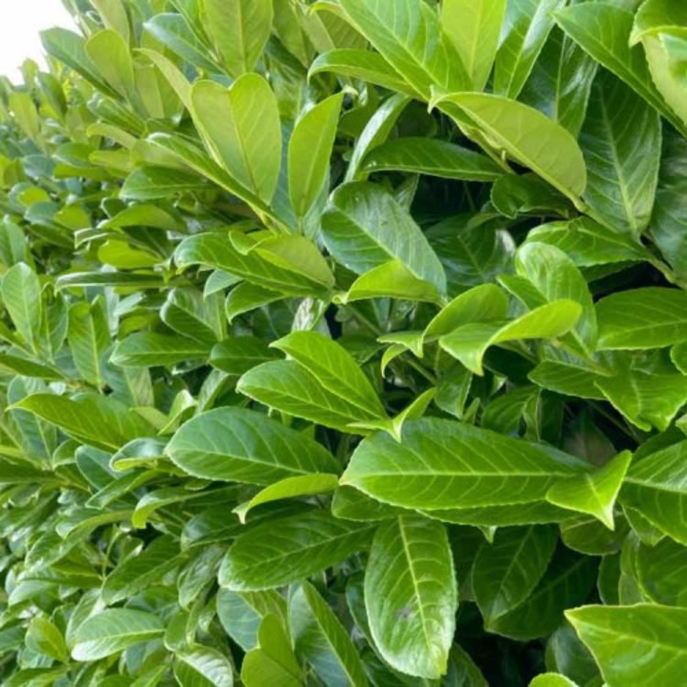 25 x 40/60cm Pot Grown Common Laurel Prunus laurocerasus Rotundifolia - Pallet Deal