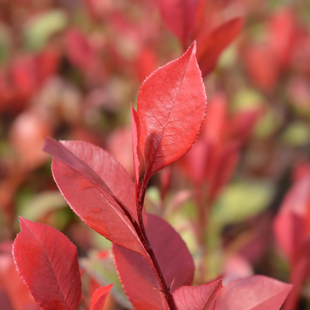 20-30cm Pot Grown Little Red Robin Photinia x fraseri Hedge