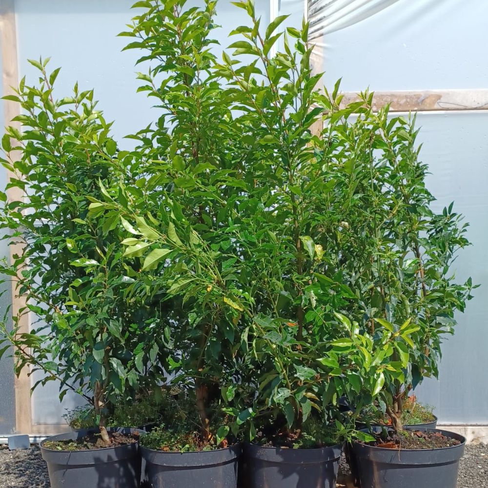 10 x Portuguese Laurel - Prunus Lusitanica 90/120cm Pot Grown - Pallet Deal