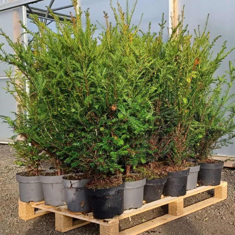 10 x 60-90cm Taxus Baccata English Yew Hedging - Pot Grown - Pallet Deal