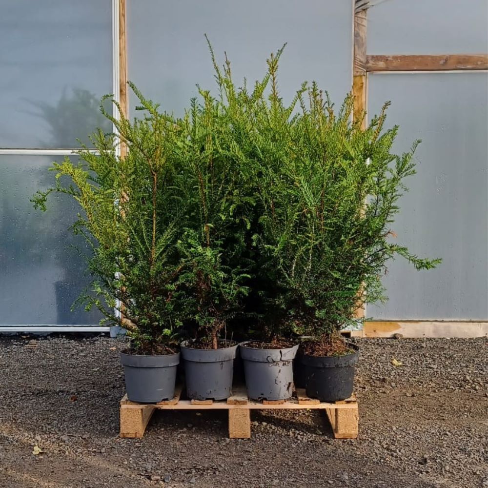 25 x 60-90cm Taxus Baccata English Yew Hedging - Pot Grown - Pallet Deal