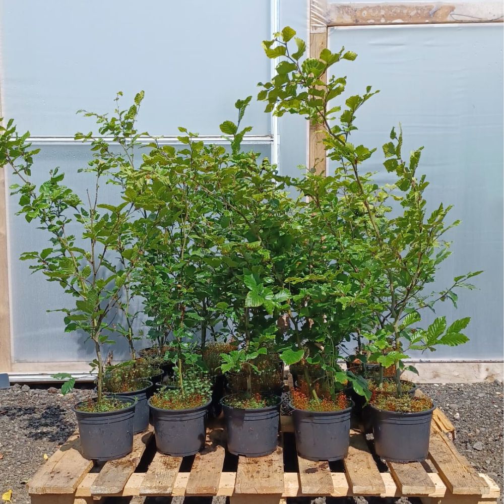 50 x 40-60cm Fagus Sylvatica Green Beech Hedging - Pot Grown - Pallet Deal