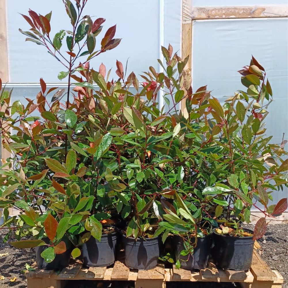 10 x 40-60cm Pot Grown Red Robin Photinia x fraseri Hedge - Pallet Deal