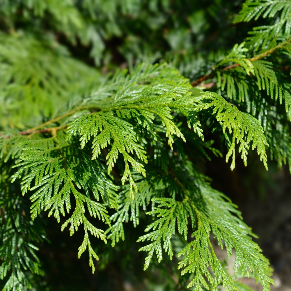 150/175cm Thuja Plicata Pot Grown Hedge Western Red Cedar