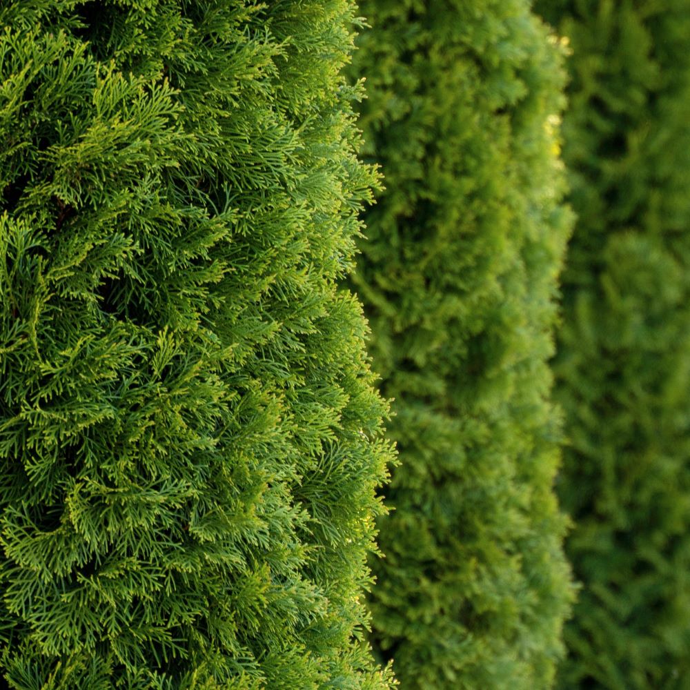 150/175cm Thuja Plicata Pot Grown Hedge Western Red Cedar