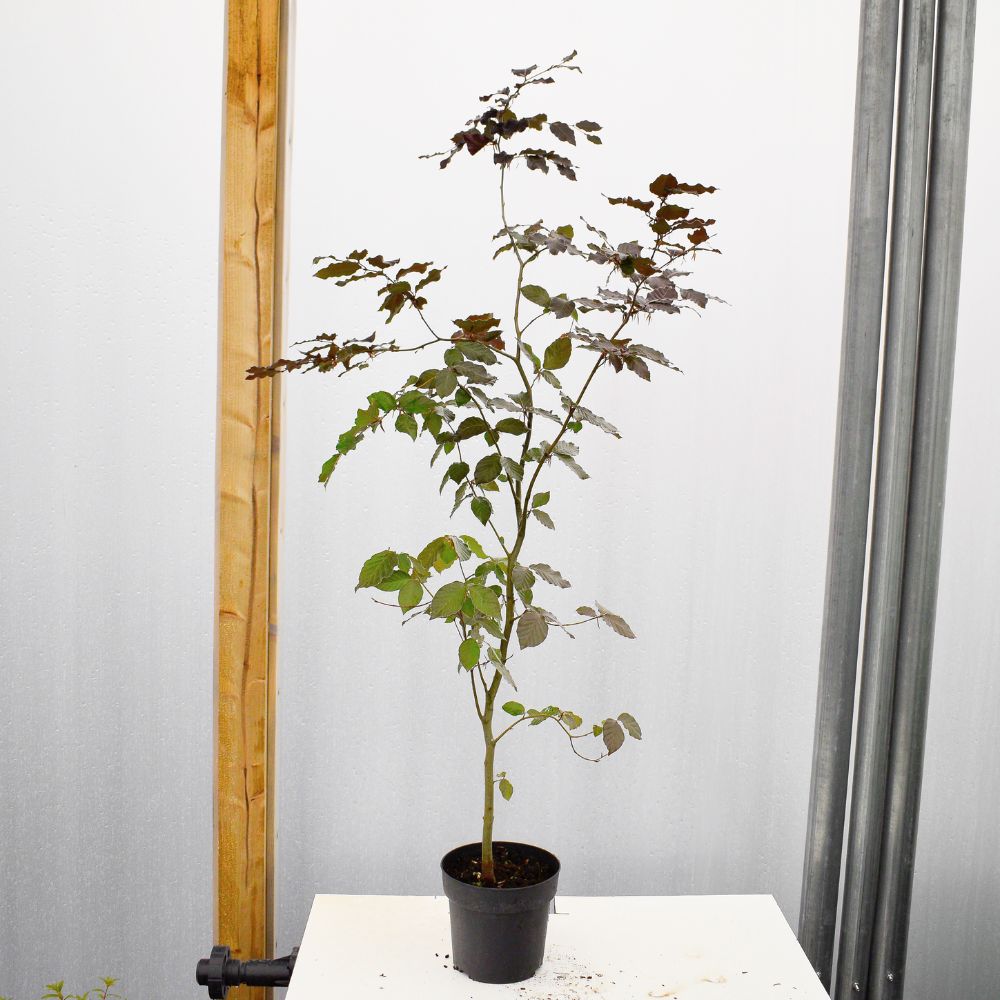 90/120cm Fagus Sylvatica Atropunicea Purple / Copper Beech - Pot Grown