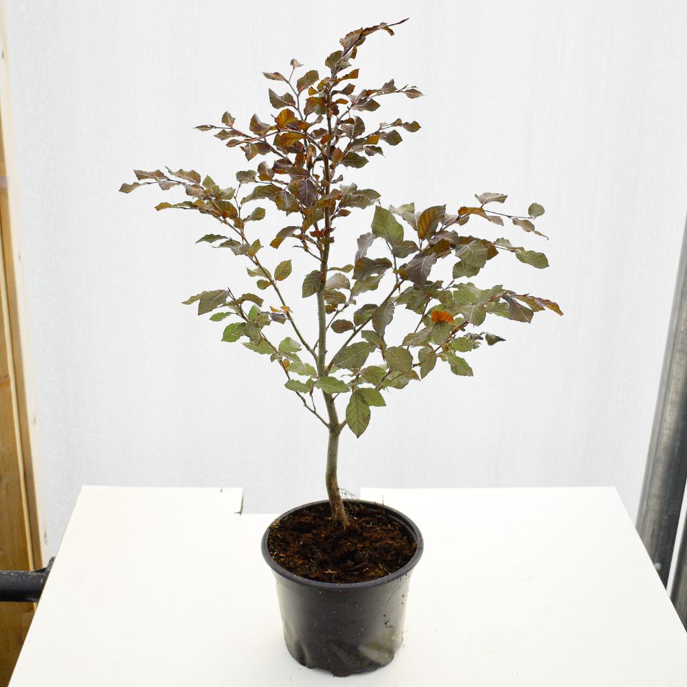 40/60cm Fagus Sylvatica Atropunicea Purple / Copper Beech - Pot Grown