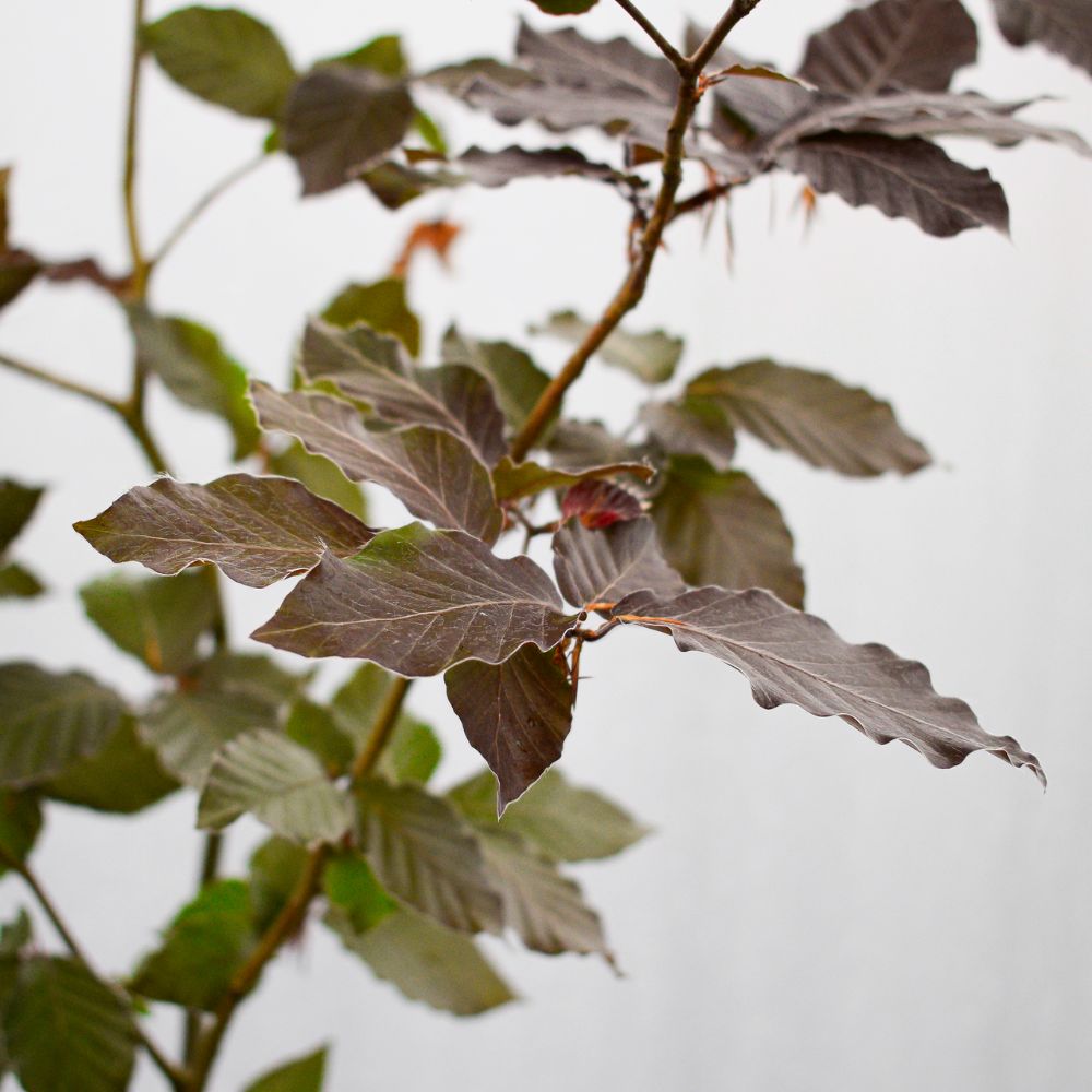 120/150cm Fagus Sylvatica Atropunicea Purple / Copper Beech - Pot Grown