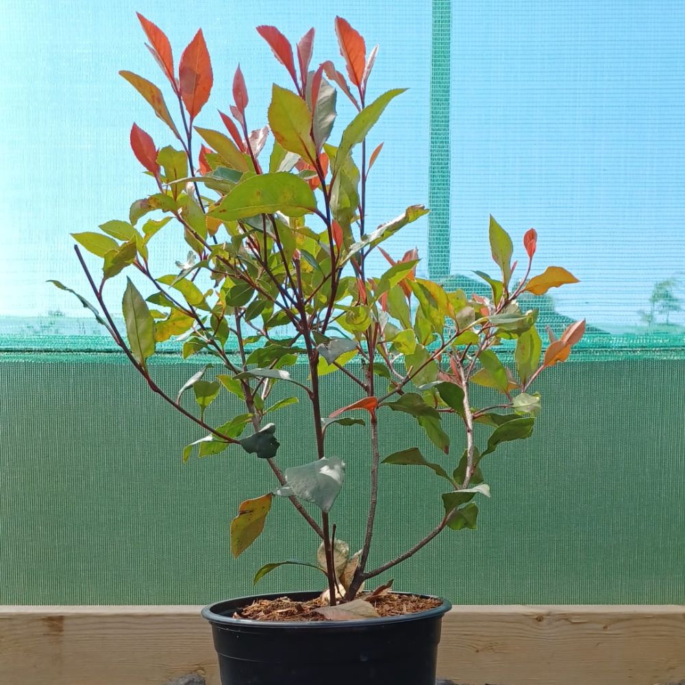 20-30cm Pot Grown Little Red Robin Photinia x fraseri Hedge