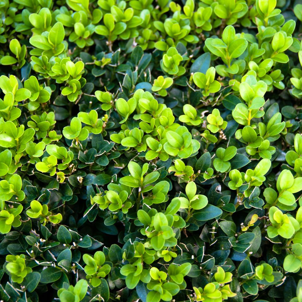 Box Hedge 60/80cm Root Ball (Buxus Sempervirens)
