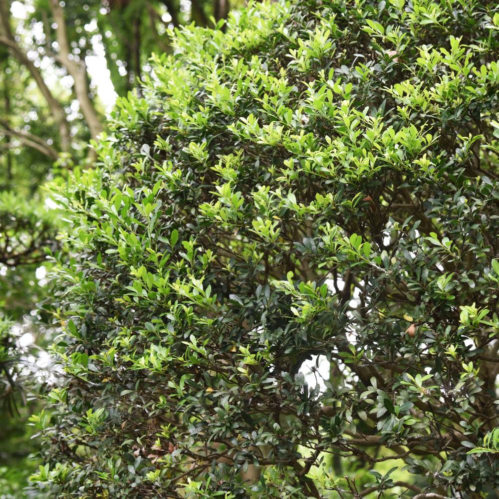 Japanese Holly 40/60cm Root Ball (Ilex crenata 'Conexa')