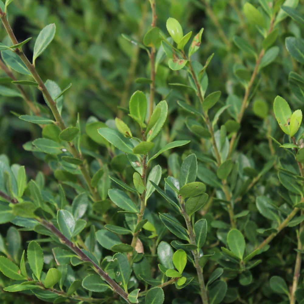 Japanese Holly 60/80cm Root Ball (Ilex crenata 'Conexa')