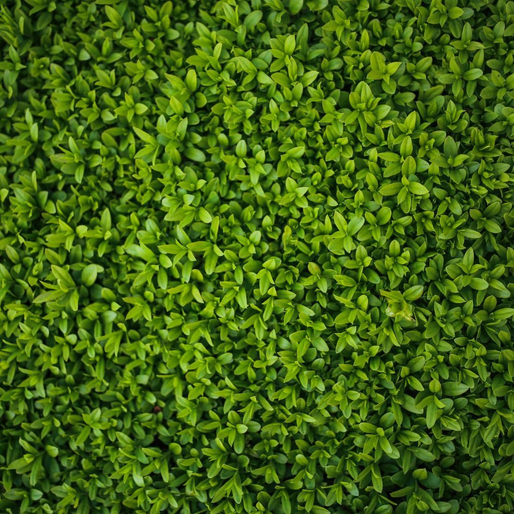 Green Privet 150/175cm Root Ball (Ligustrum Ovalifolium)