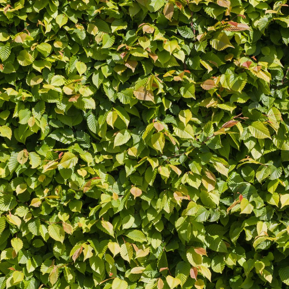 Hornbeam 200/225 Root Ball (Carpinus betulus)