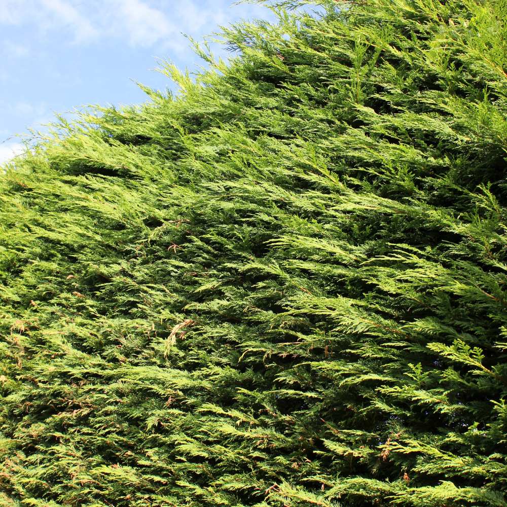 Green Leylandii 150/175cm Root Ball (Cuppressocyparis x Leylandii)