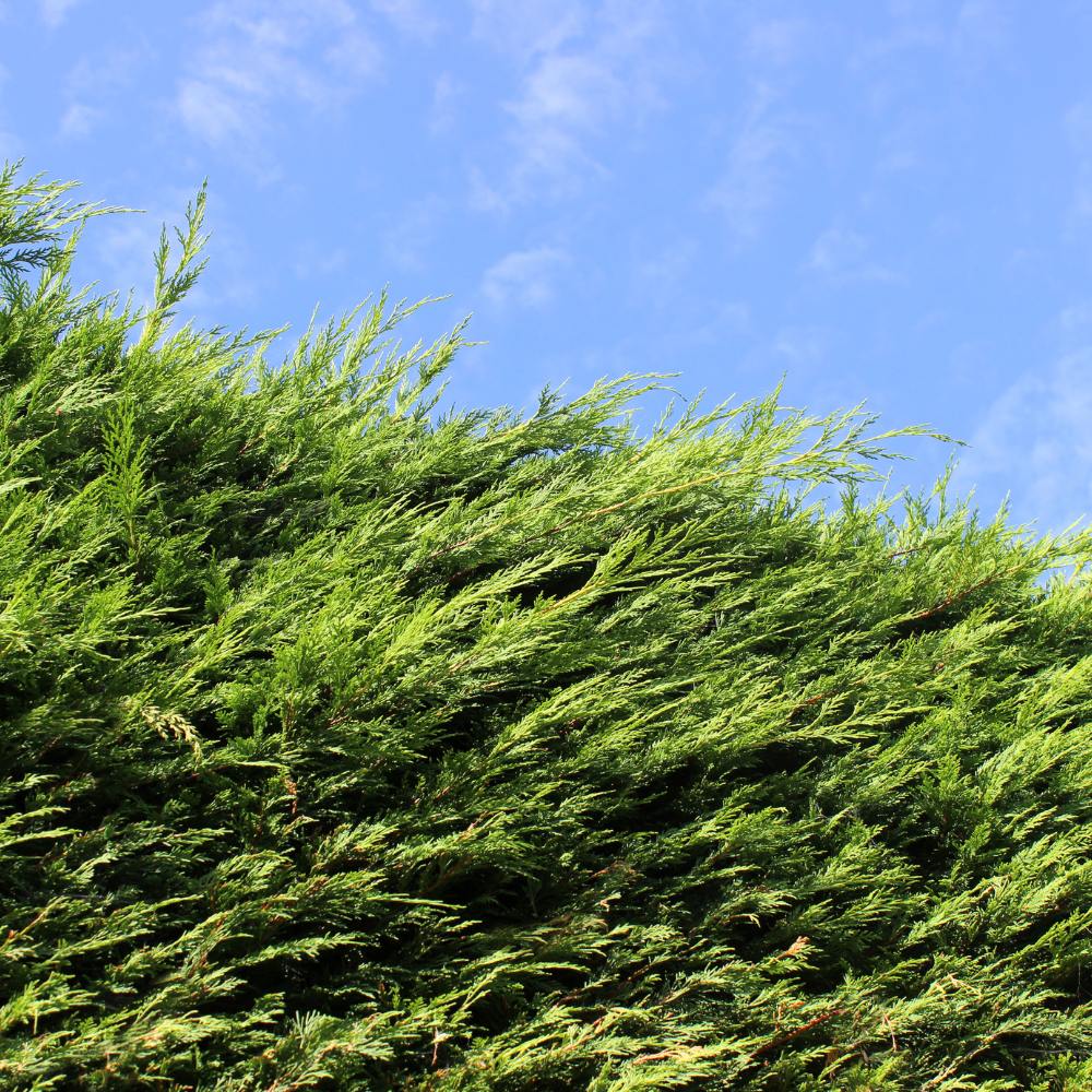 Green Leylandii 175/200cm Root Ball (Cuppressocyparis x Leylandii)