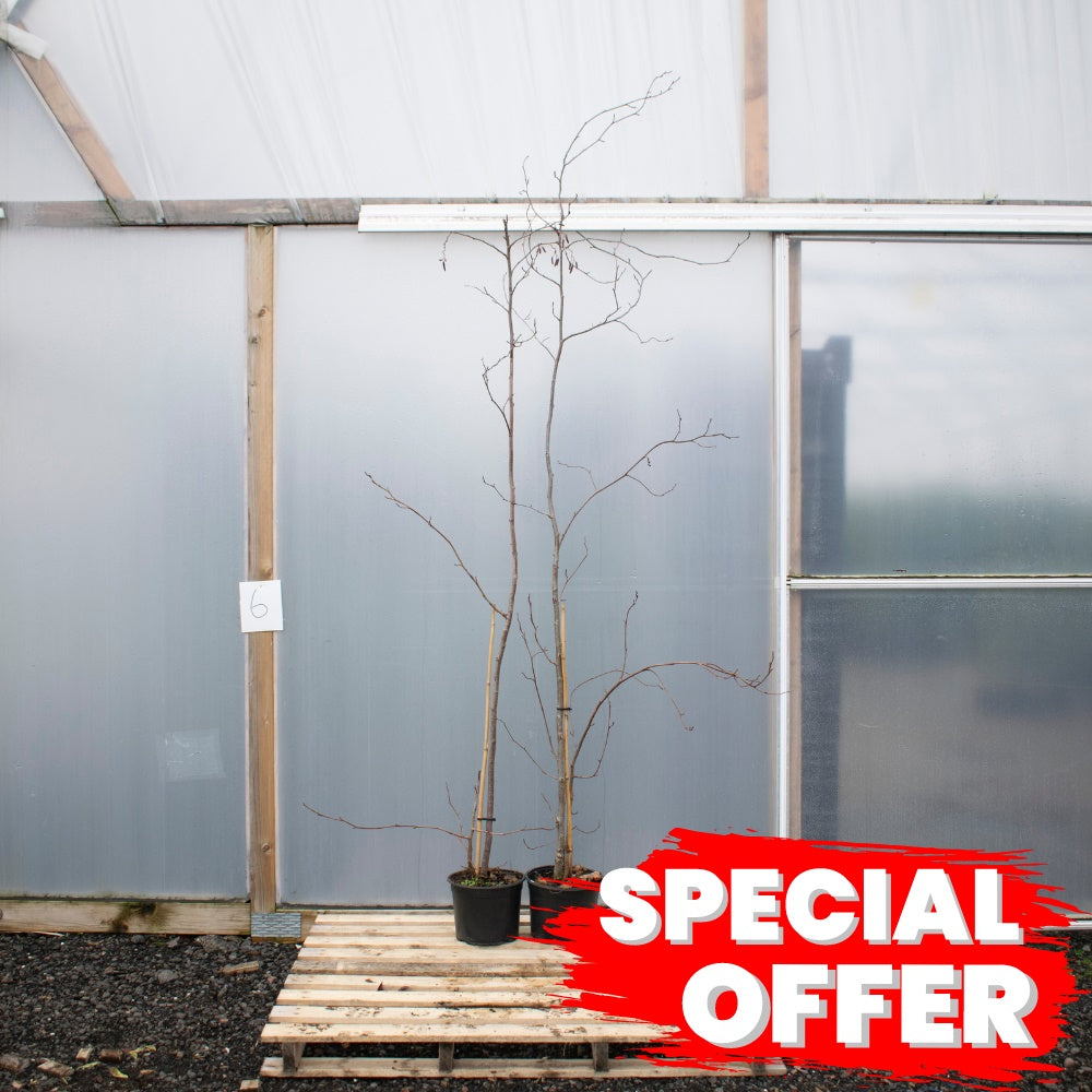 Alder Buckthorn Tree - Frangula Alnus - (150cm)