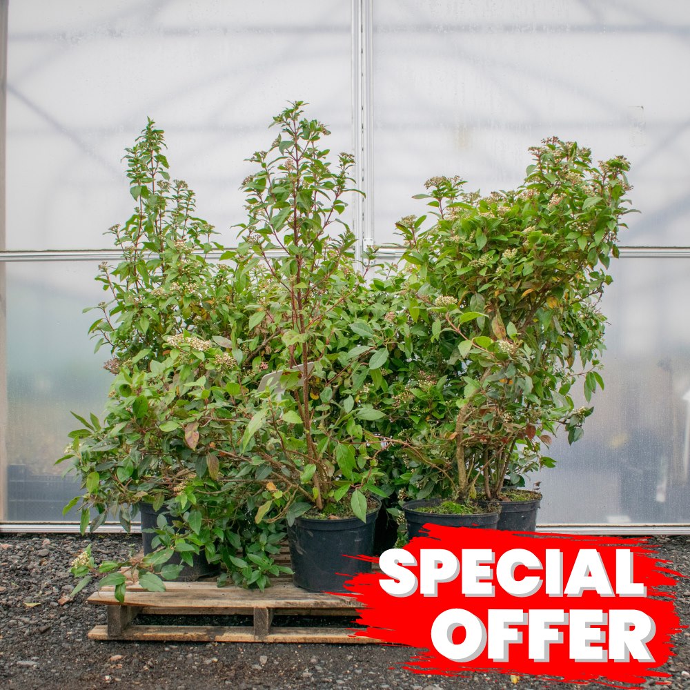 Viburnum Tinus 60/90cm Pot Grown (Laurustinus 'Eve Price')