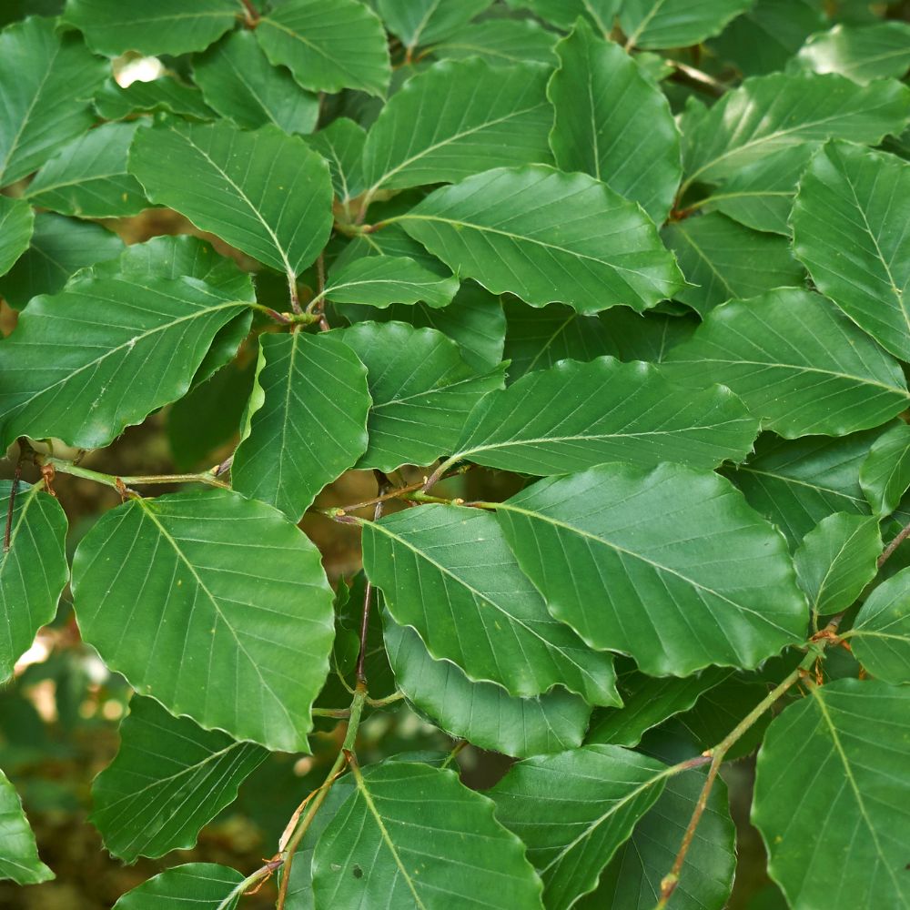 Green Beech 200/225cm Root Ball (Fagus sylvatica)