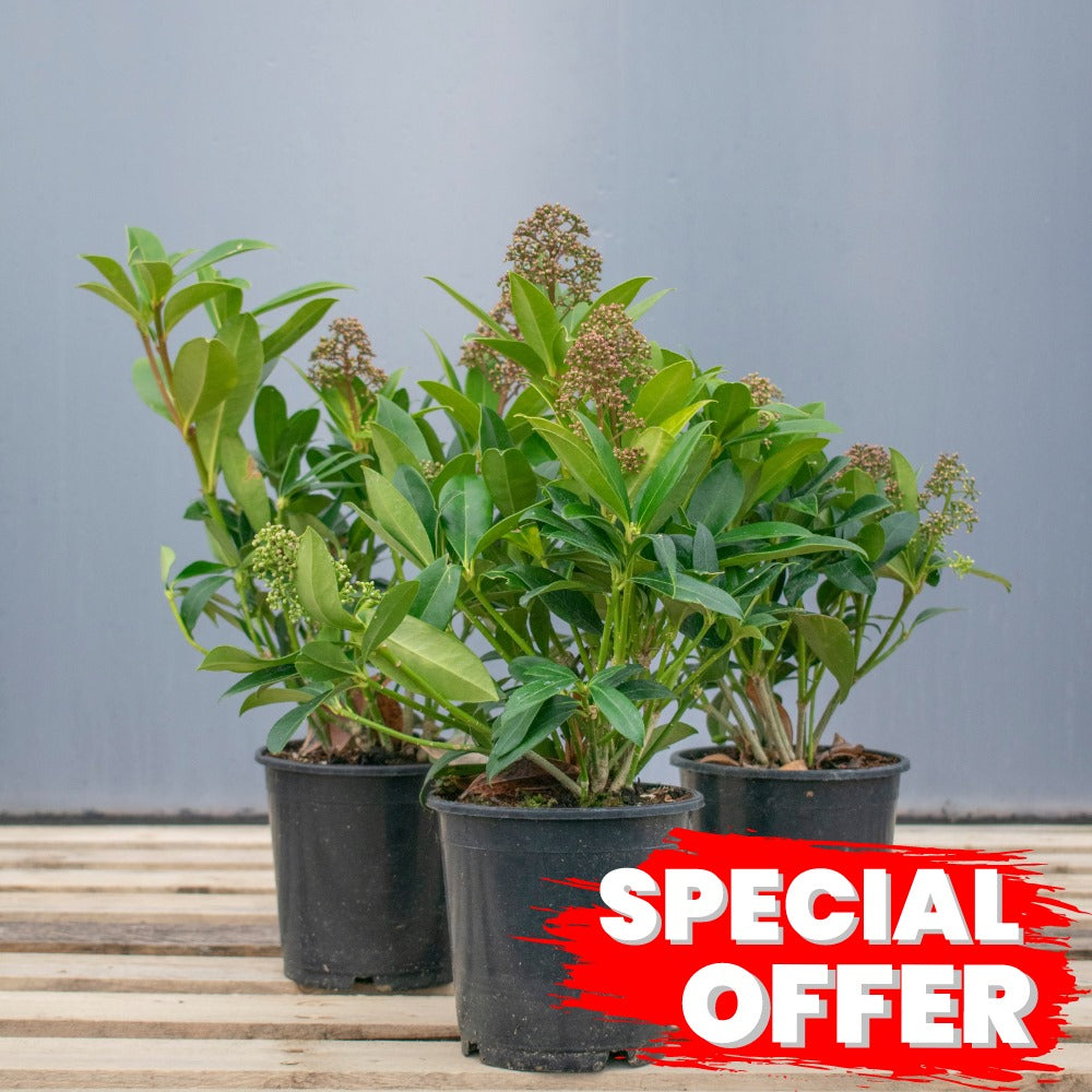 Skimmia japonica Rubella