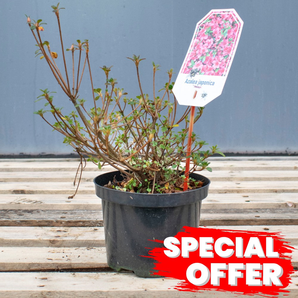 Japanese Azalea 2L PG (Azalea japonica Anouk)