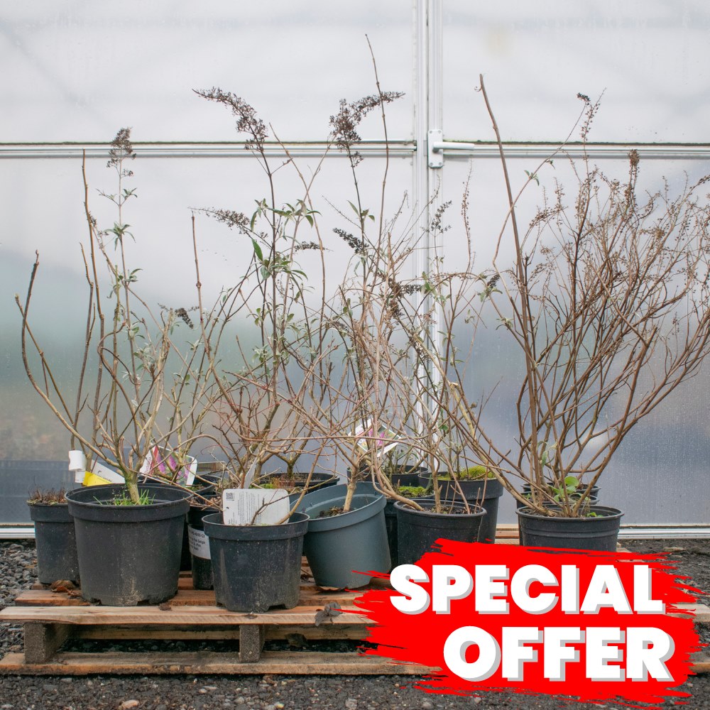 Mixed Butterfly Bush 40/60cm (Buddleja)