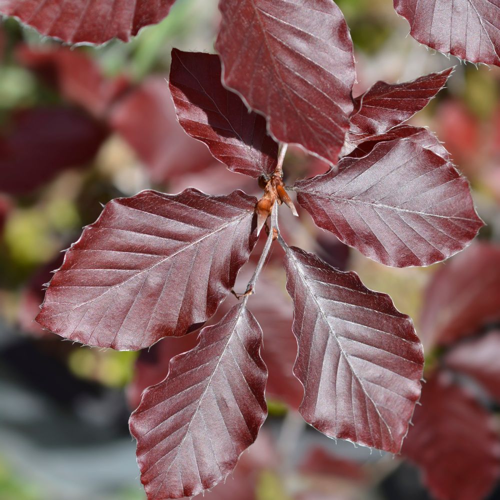 Copper Beech 150/175cm Root Ball (Fagus sylvatica 'Atropunicea')