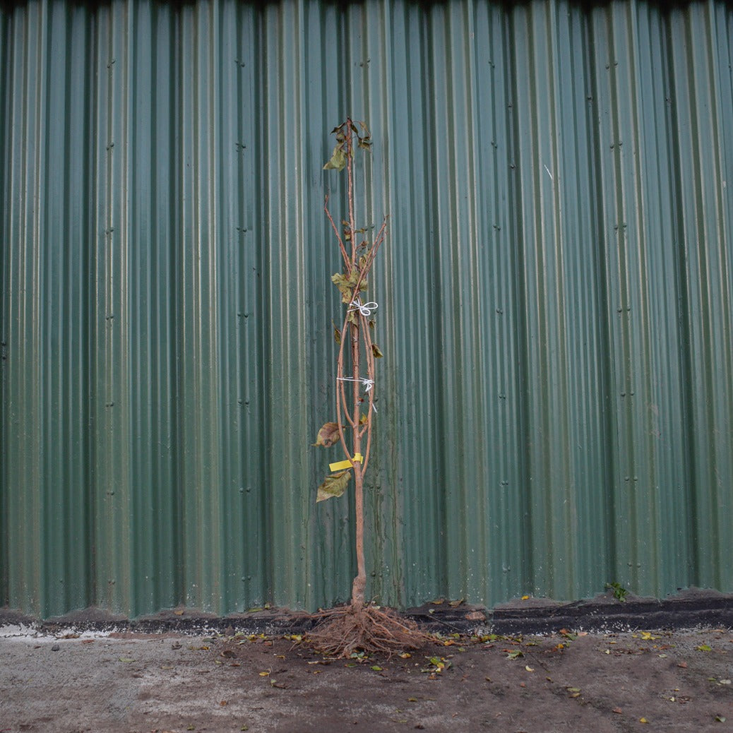 Prunus subhirtella Autumnalis Rosea Bareroot Cherry Tree 5-6ft