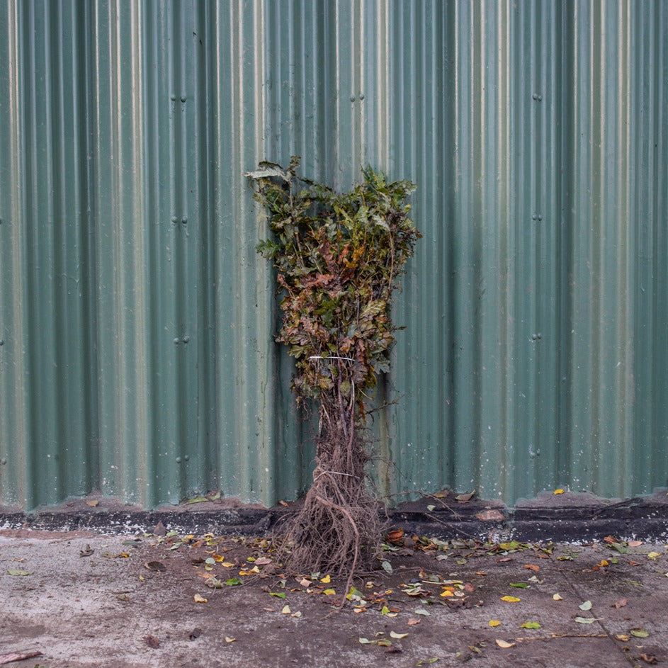 English Oak 40/60cm Bare Root (Quercus robur)