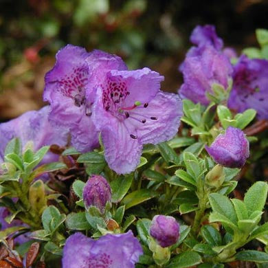 Rhododendron Dwarf Keleticum