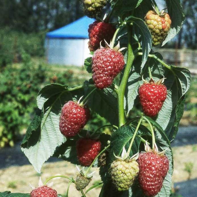 Scottish Grown - Raspberry Joan J Autumn Fruiting Canes