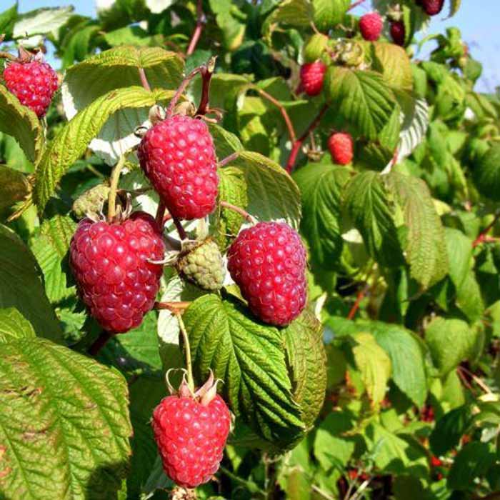 Raspberry rubus Polka Canes Bush Autumn Fruiting Bareroot - Scottish Grown