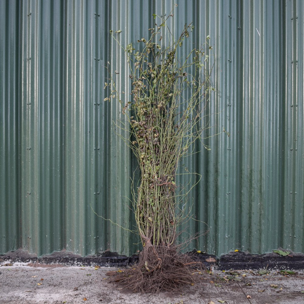 Dog Rose 100/125cm Bare Root (Rosa canina)