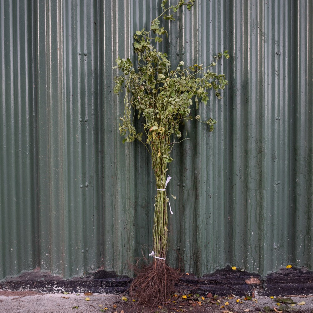 Dog Rose 40/60cm Bare Root (Rosa canina)