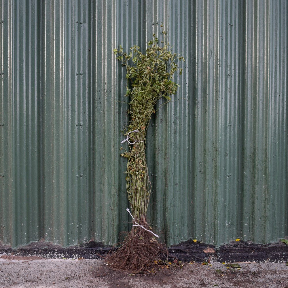 Dog Rose 60/80cm Bare Root (Rosa canina)