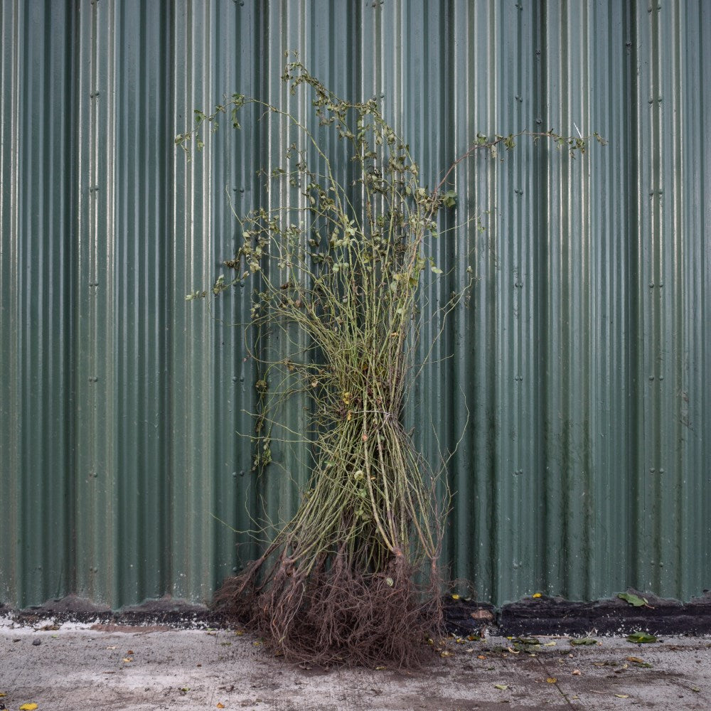 Dog Rose 60/80cm Bare Root (Rosa canina)