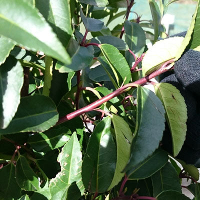 Portuguese Laurel 175/200cm Root Ball (Prunus lusitanica)