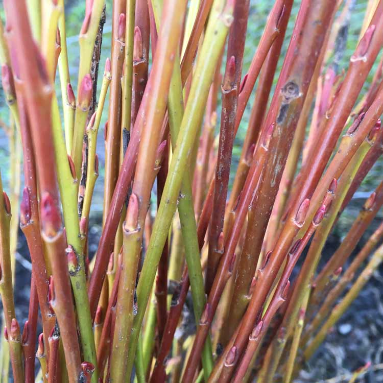 Red Stemmed Willow 40/60cm Bare Root (Salix alba Chermesina)