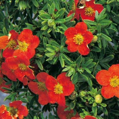 Potentilla Red Ace Red Flowers