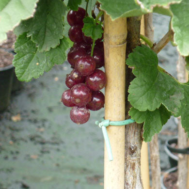 Red Currant Junifer Ribes rubrum Red Currants - Pot Grown