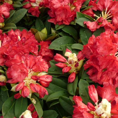 Rhododendron Red Jack - Hardy Hybrid